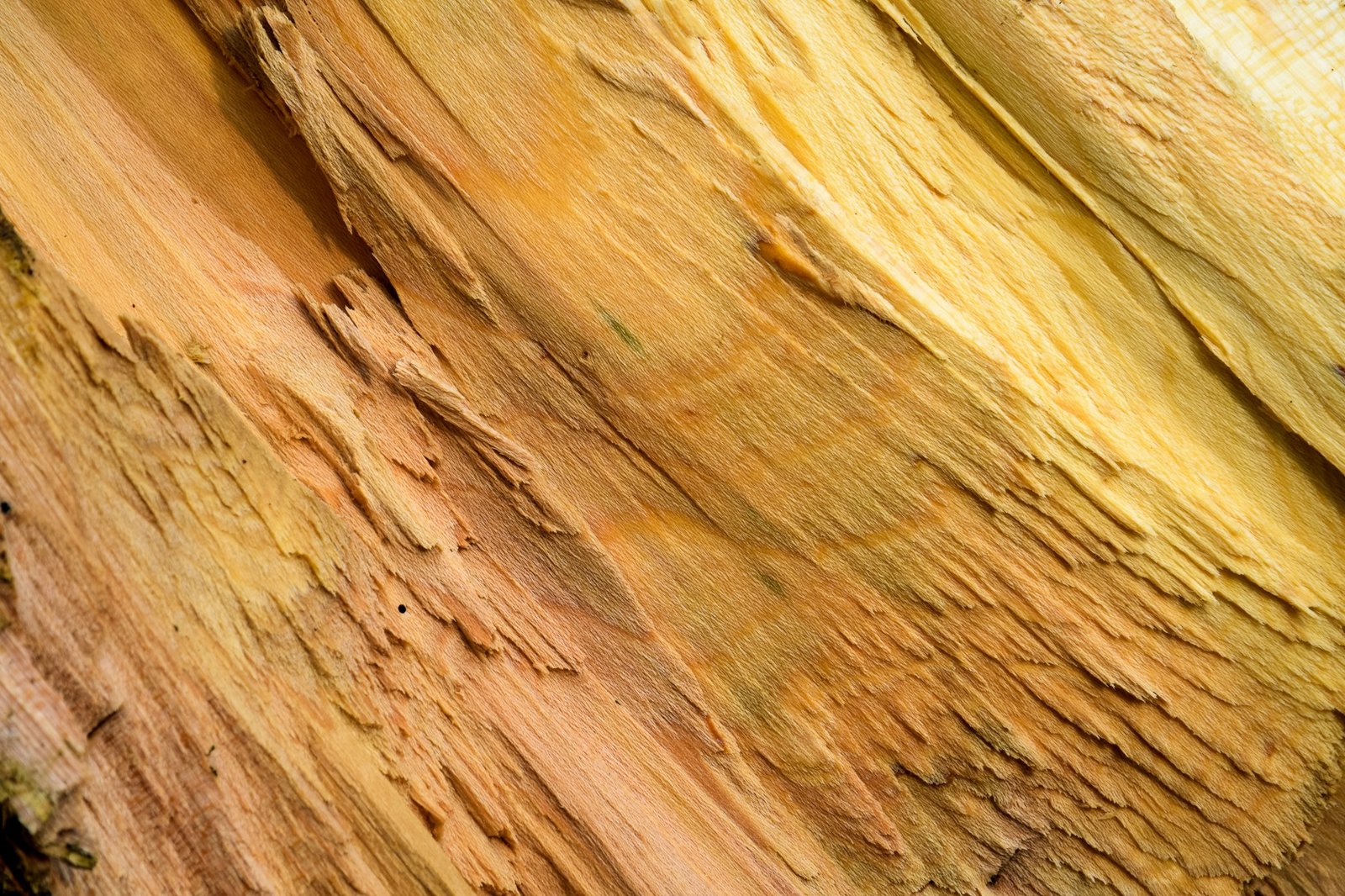 http://img.b2bpic.net/free-photo/irregular-wood-texture_1136-264.jpg